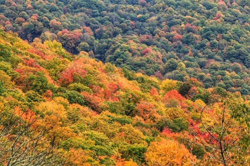 Peak Fall Foliage Smoky Mountains 2020 Fall Foliage | Great Smoky Mountains Guide