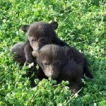bearcubs 150x150 Appalachian Bear Rescue