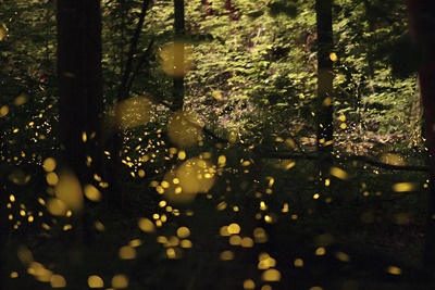 Synchronous Fireflies 2017 Dates In GSMNP | Great Smoky Mountains Guide